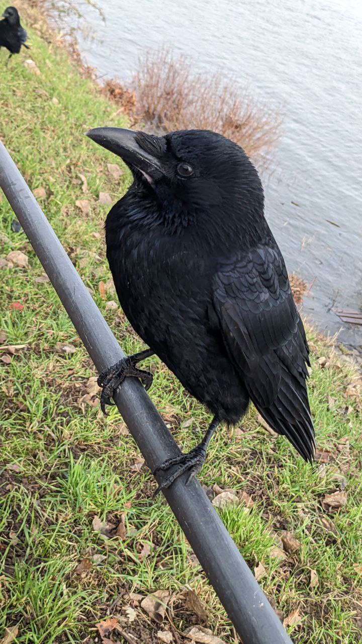 Bill, a black crow, sitting on top of a railing with water in the background.