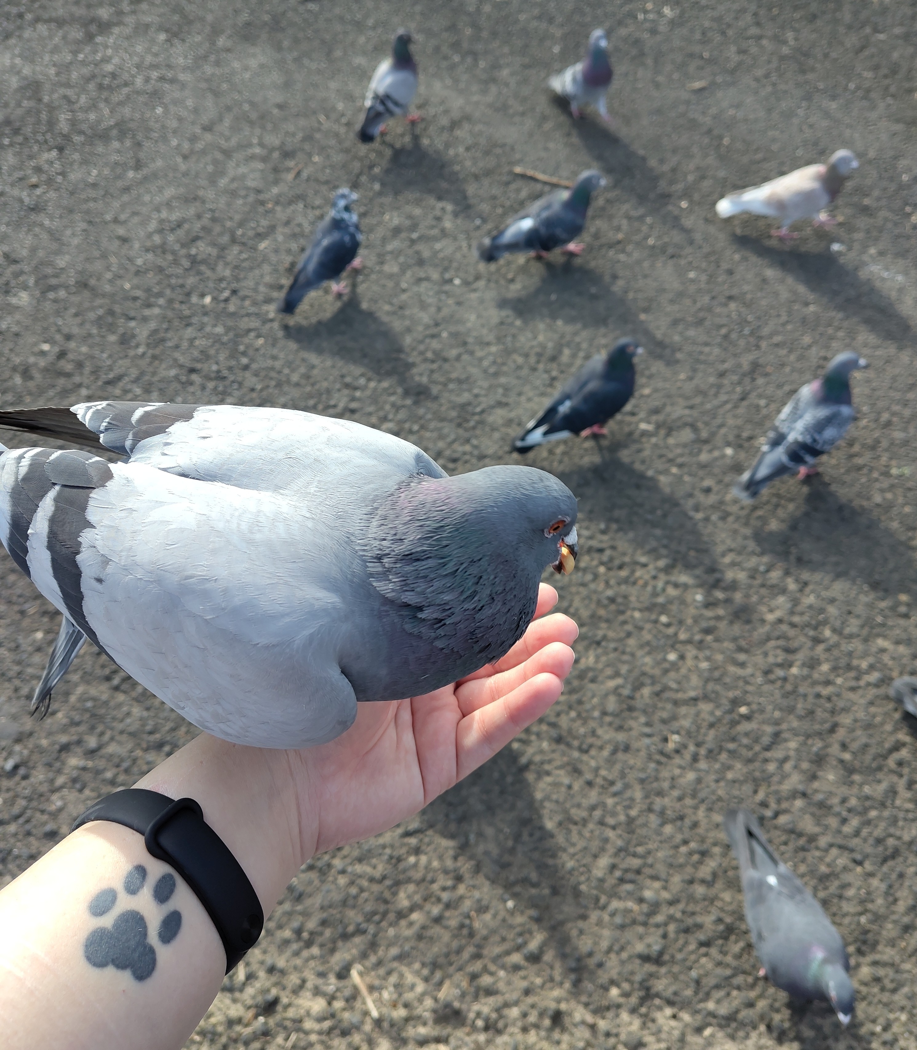 A pigeon sitting on top of my paw, with a peanut in its beak.
