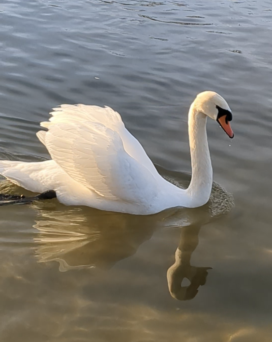 A majestic swan in water, glistening in the sun.