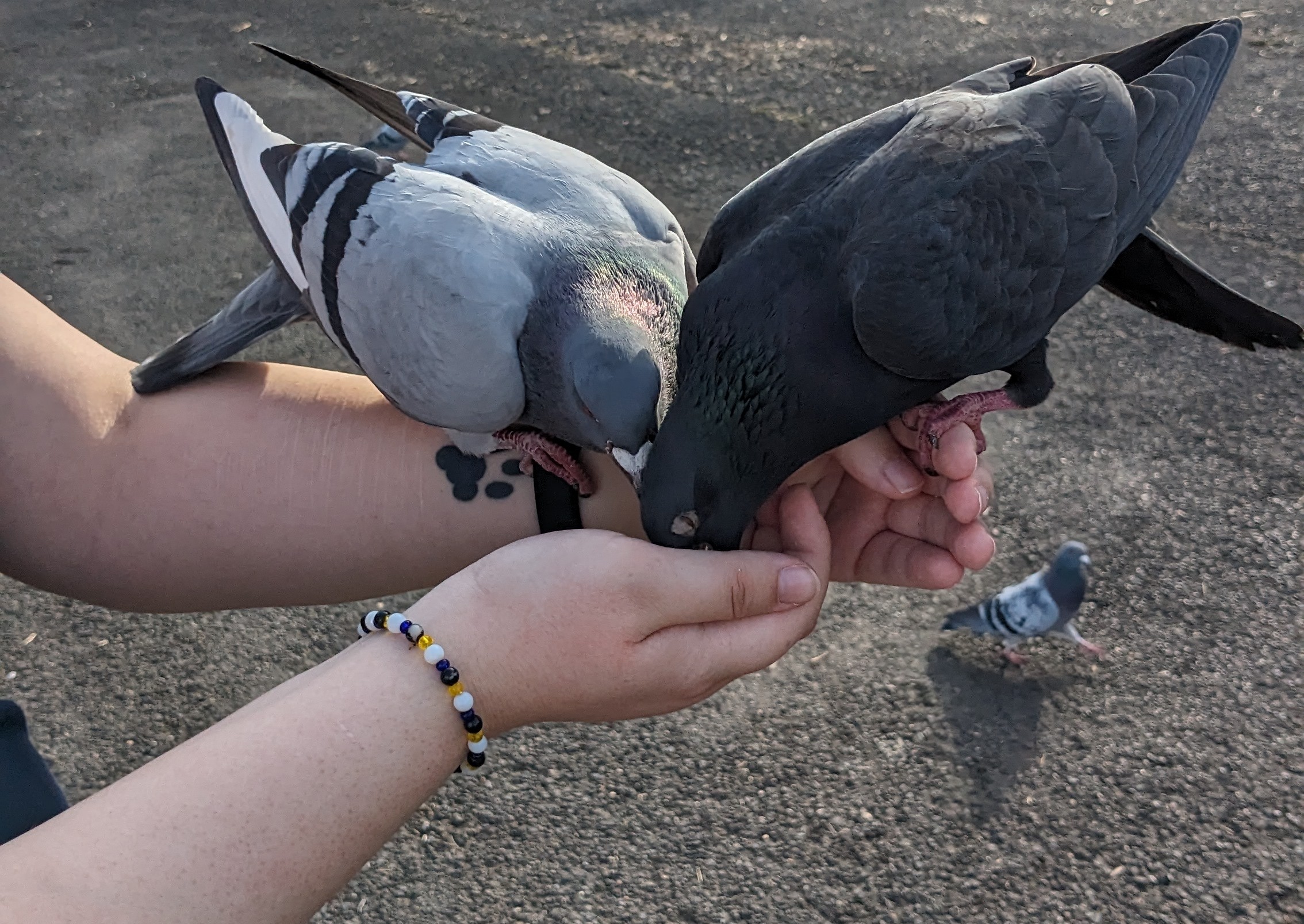 Two pigeons sitting on top of my paws, held in a small cup shape, and eating.